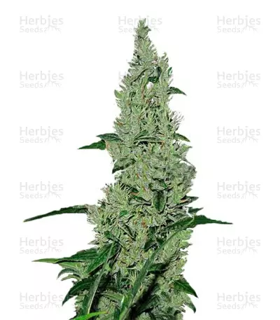 Y Griega (Medical Seeds) Cannabis-Samen