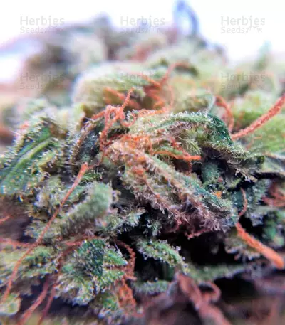 Sweet Nurse Auto CBD (Sweet Seeds) Cannabis-Samen