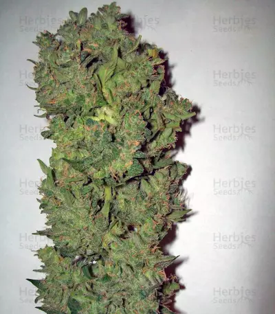 Auto New York City (Pyramid Seeds) Cannabis-Samen