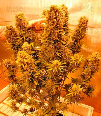 Budzilla (Heavyweight Seeds) Cannabis-Samen
