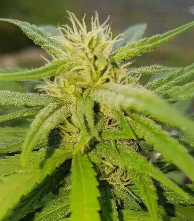 Cheese (Vision Seeds) Cannabis-Samen