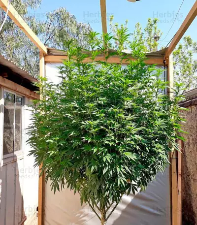 Chemdawg (Humboldt Seeds Organization) Cannabis-Samen