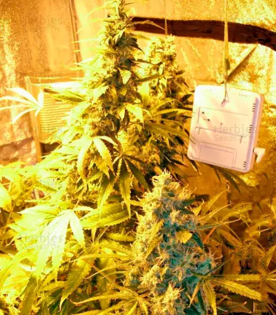 Chronic Haze (World of Seeds) Cannabis-Samen