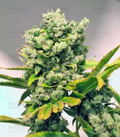 Damn Sour (GHS) Cannabis-Samen