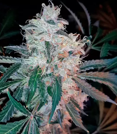 Dr. Greenthumb’s Em-Dog by B-Real (Humboldt Seeds Organization) Cannabis-Samen