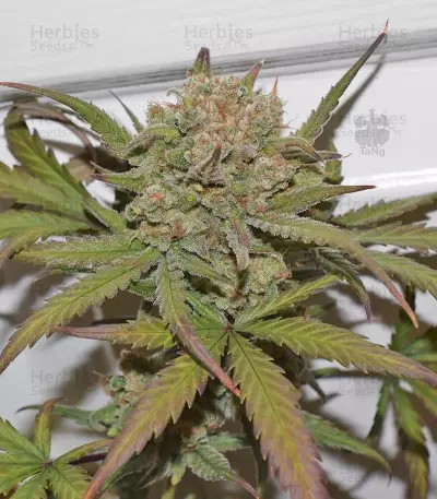 G14 Auto (Fast Buds) Cannabis-Samen