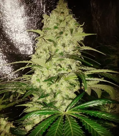 ICE (Female Seeds) Cannabis-Samen