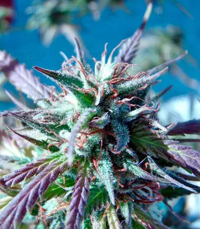 Kilimanjaro (World of Seeds) Cannabis-Samen