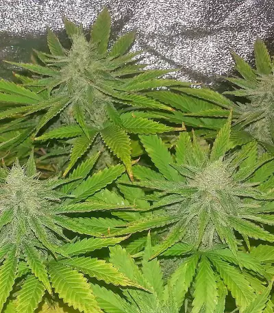 Medical 49 CBD+ (Vision Seeds) Cannabis-Samen