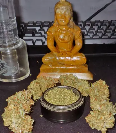 Mohan Ram Auto (Sweet Seeds) Cannabis-Samen