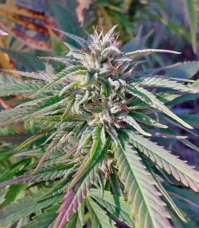Passion #1 regular (Dutch Passion) Cannabis-Samen