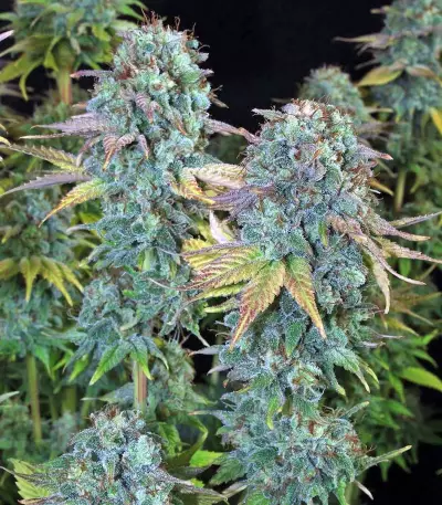 Serious Happiness regular (Serious Seeds) Cannabis-Samen