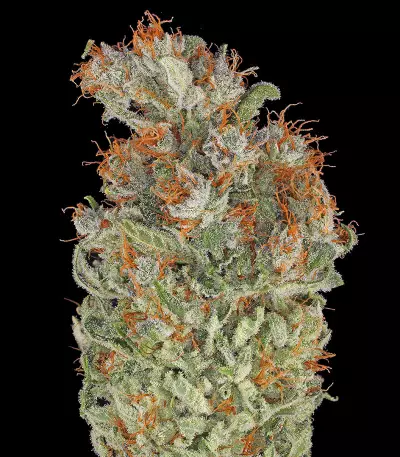 Serious Kush (Serious Seeds) Cannabis-Samen