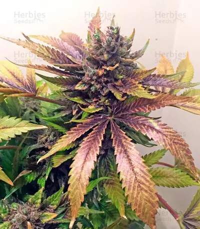 White Widow (Nirvana Seeds) Cannabis-Samen