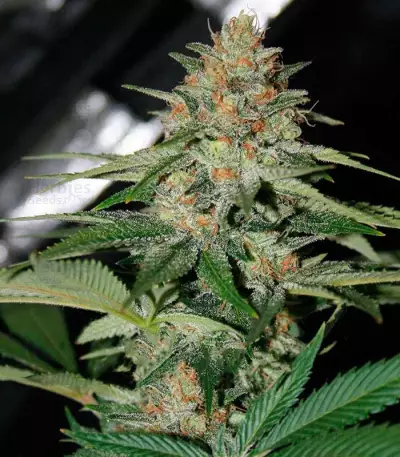 Delicious Candy Early Version (Delicious Seeds) Cannabis-Samen