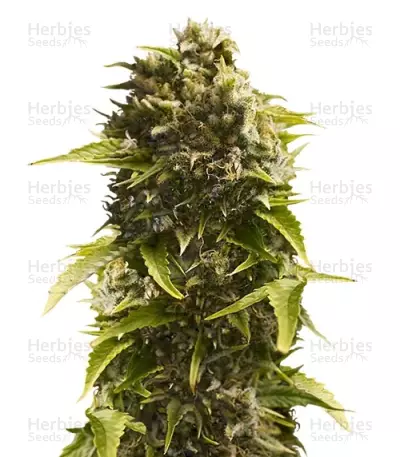 Bubba Cheese Auto (Humboldt Seeds) Cannabis-Samen