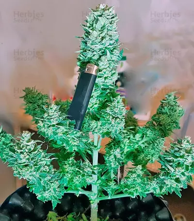 Blow Mind Auto (Sweet Seeds) Cannabis-Samen