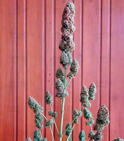 Bubble Gum regular (Serious Seeds) Cannabis-Samen