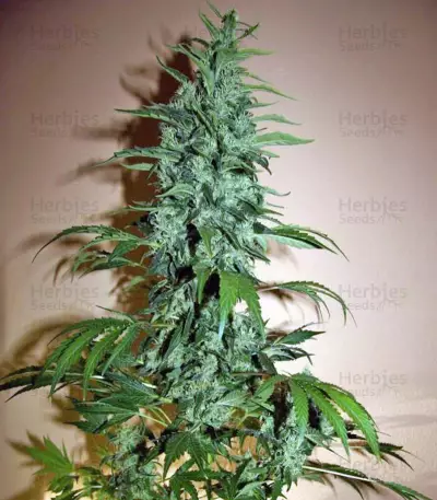 Chronic (Serious Seeds) Cannabis-Samen