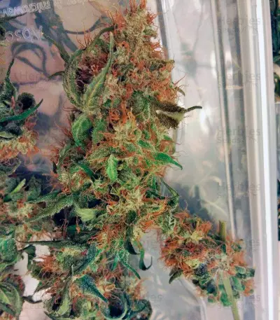 Euforia (Dutch Passion) Cannabis-Samen