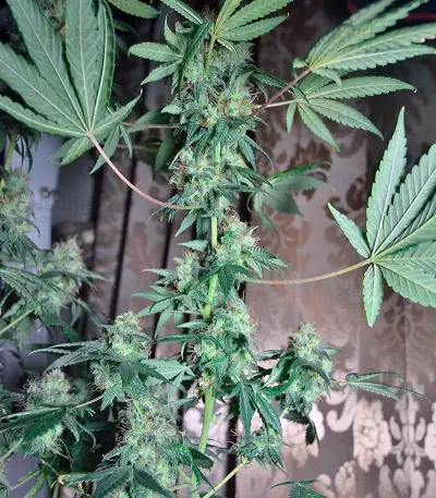 Euforia (Dutch Passion) Cannabis-Samen