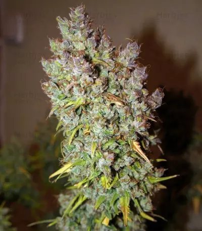 Grapefruit Auto (Fast Buds) Cannabis-Samen