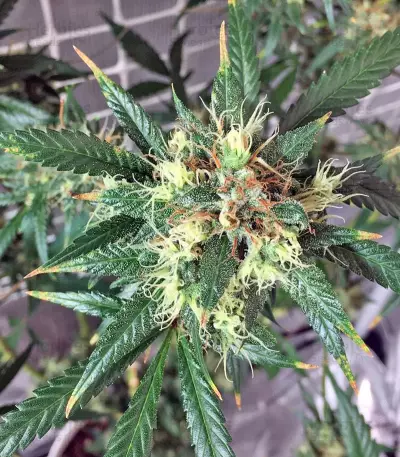Kali Mist regular (Serious Seeds) Cannabis-Samen