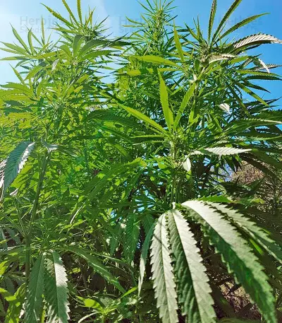 Mango Sapphire (Humboldt Seeds Organization) Cannabis-Samen