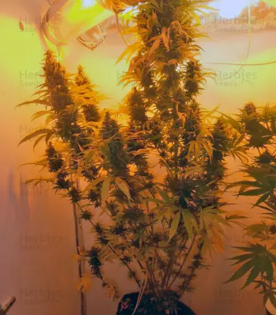 Mazar (Dutch Passion) Cannabis-Samen