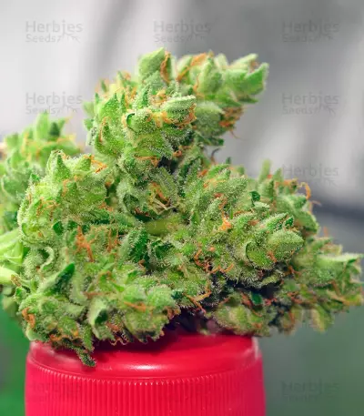 Pandora Auto (Paradise Seeds) Cannabis-Samen