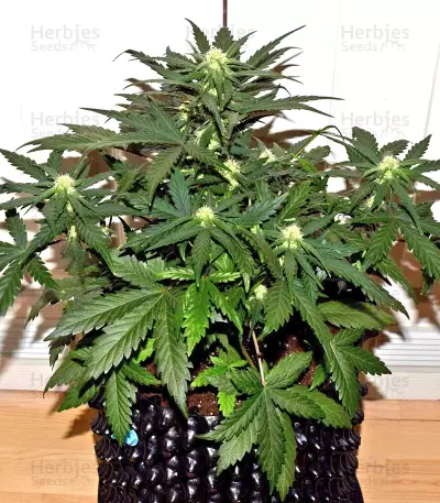 Tangie'matic Auto feminisierte Samen (Fast Buds)