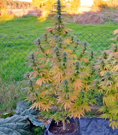 Yumbolt 47 (World of Seeds) Cannabis-Samen