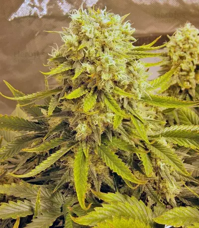 Killer Kush Auto (Sweet Seeds) Cannabis-Samen