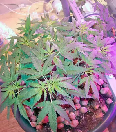 Nefertiti (Pyramid Seeds) Cannabis-Samen