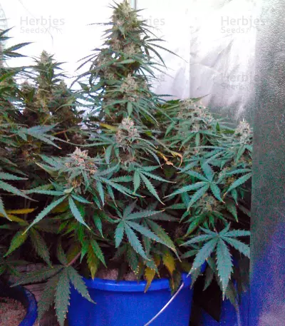 Vertigo Auto (Paradise Seeds) Cannabis-Samen