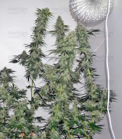 707 Headband (Humboldt Seeds Organization) Cannabis-Samen