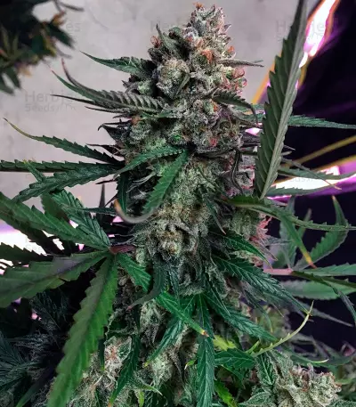 Auto Cinderella Jack (Dutch Passion) Cannabis-Samen