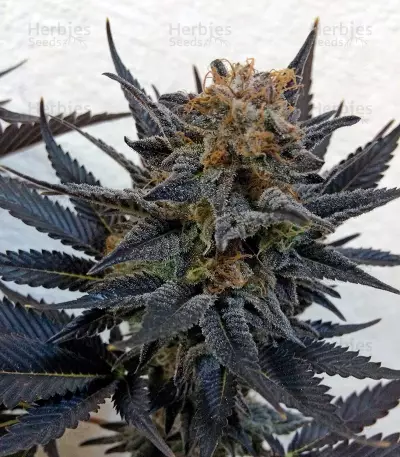 Blue Velvet (Dutch Passion) Cannabis-Samen