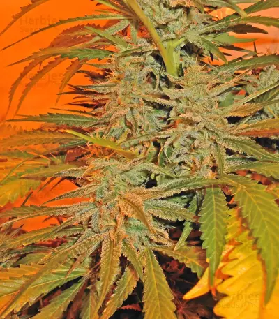 BubbleGummer (Female Seeds) Cannabis-Samen