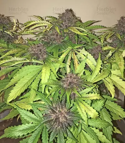 Crystal METH Auto (Fast Buds) Cannabis-Samen
