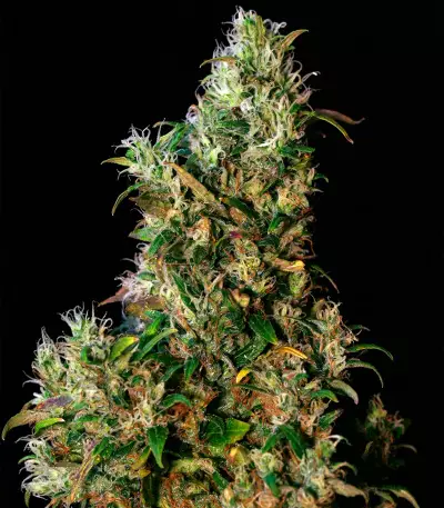 High Level (Eva Seeds) Cannabis-Samen