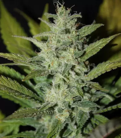 ICE (Female Seeds) Cannabis-Samen