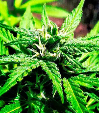 Northern Light X Big Bud (World of Seeds) Cannabis-Samen