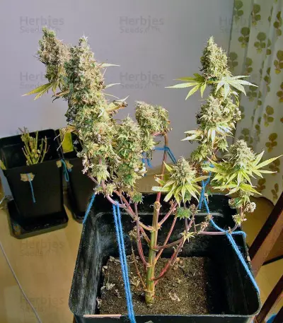 Psicodelicia (Sweet Seeds) Cannabis-Samen