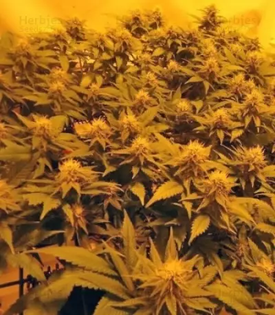 Royal Jack Automatic (RQS) Cannabis-Samen