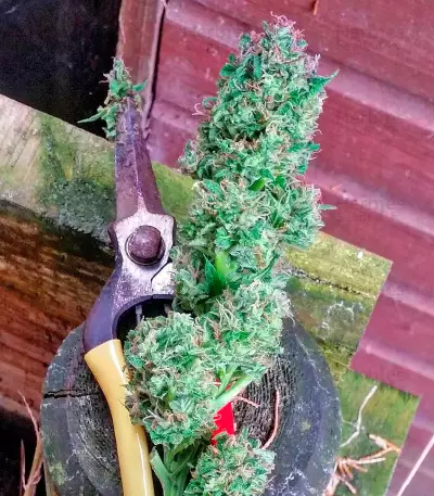 Serious 6 regular (Serious Seeds) Cannabis-Samen