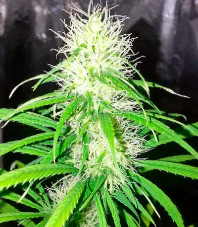Shark Shock CBD (Dinafem Seeds) Cannabis-Samen