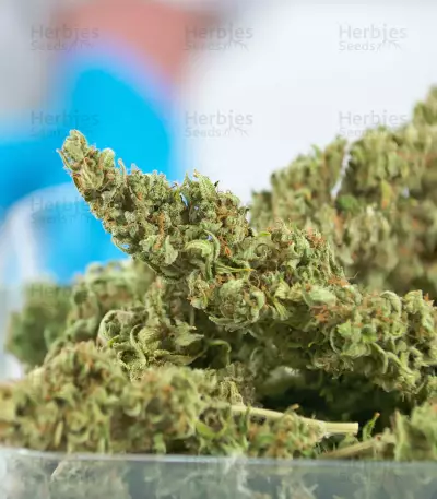 Sour Diesel Autoflowering (Dinafem Seeds) Cannabis-Samen