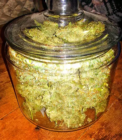 Strawberry Blue (World of Seeds) Cannabis-Samen