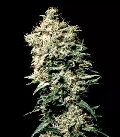White Spanish (VIP seeds) Cannabis-Samen